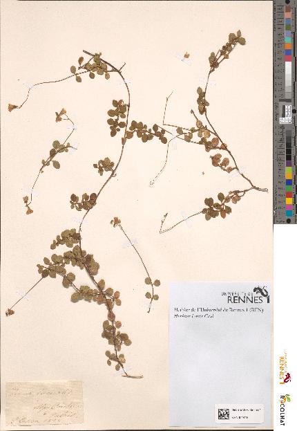 spécimen de Linnaea borealis