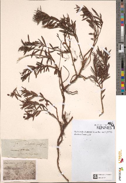 spécimen de Andromeda polifolia