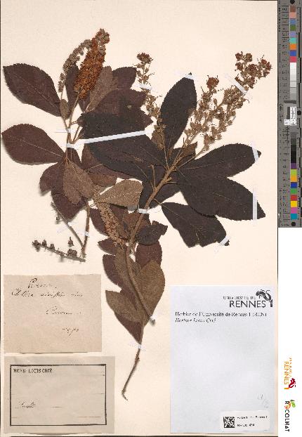 spécimen de Clethra alnifolia
