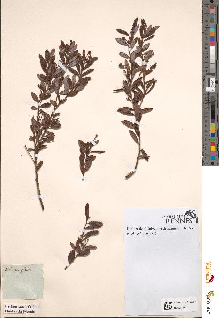 spécimen de Kalmia glauca