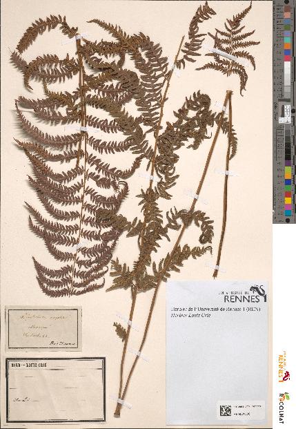 spécimen de Polystichum oreopteris