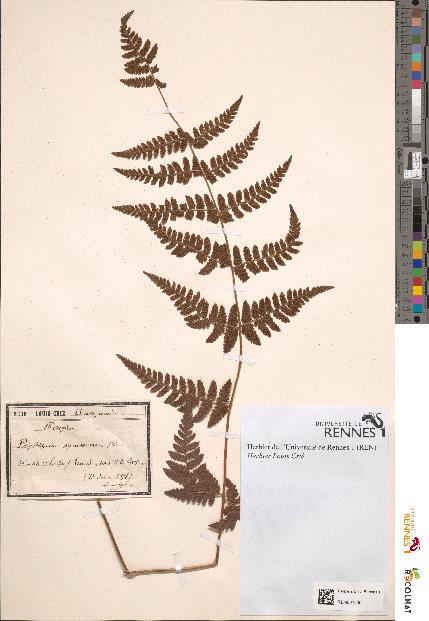 spécimen de Polystichum spinulosum