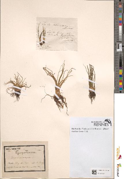 spécimen de Isoetes echinospora