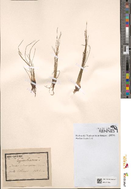 spécimen de Isoetes melanopoda