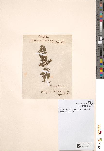 spécimen de Asplenium lanceolatum