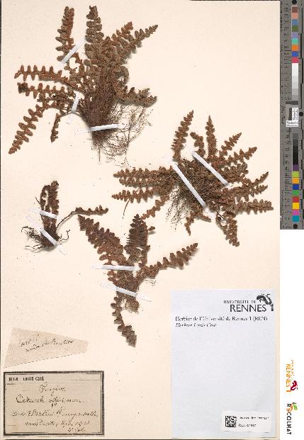 spécimen de Ceterach officinarum