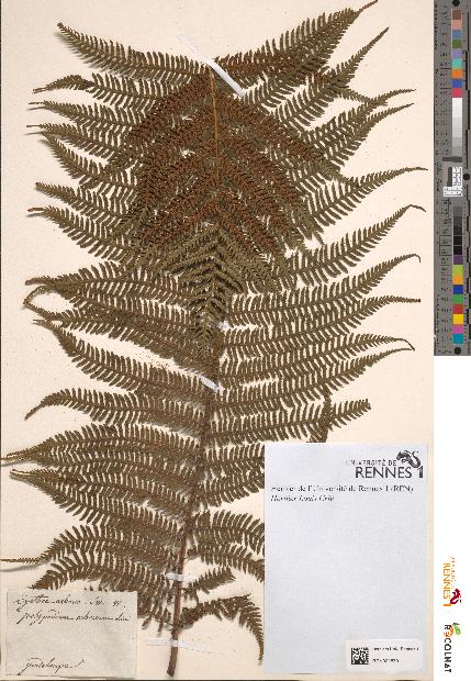 spécimen de Cyathea arborea