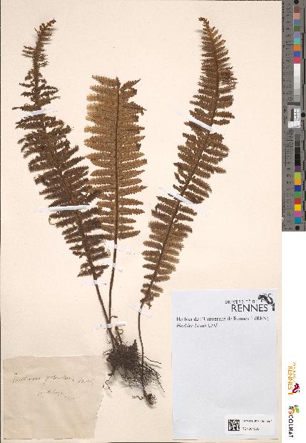 spécimen de Trichomanes pectinatum