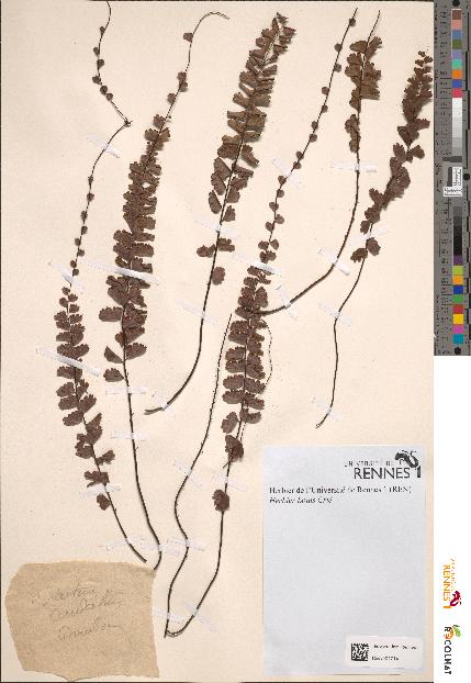 spécimen de Adiantum caudatum
