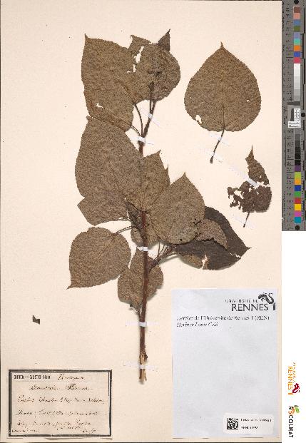 spécimen de Populus balsamifera