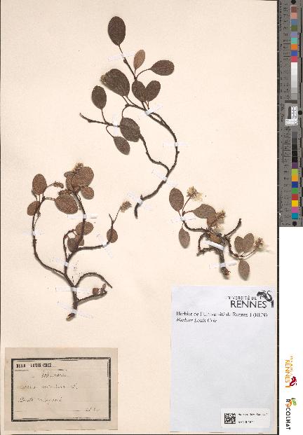 spécimen de Salix reticulata