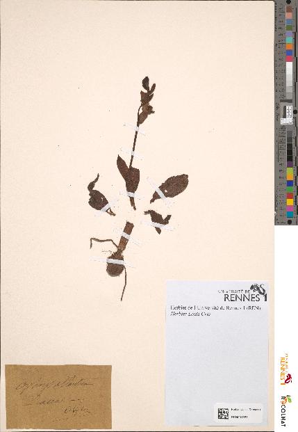 spécimen de Ophrys atlantica