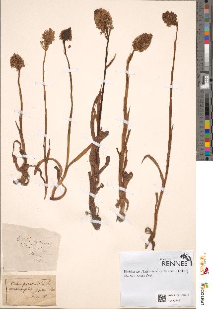 spécimen de Orchis pyramidalis