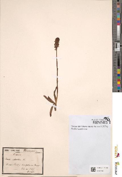 spécimen de Orchis ustulata