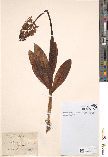 spécimen de Orchis fusca