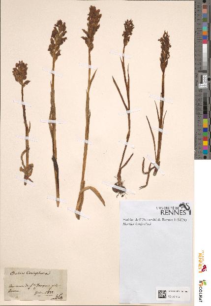 spécimen de Orchis coriophora
