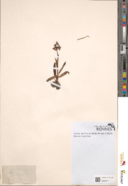spécimen de Orchis morio