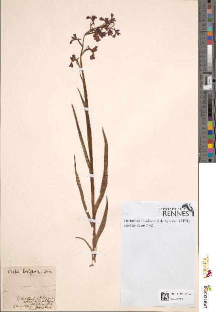 spécimen de Orchis laxiflora