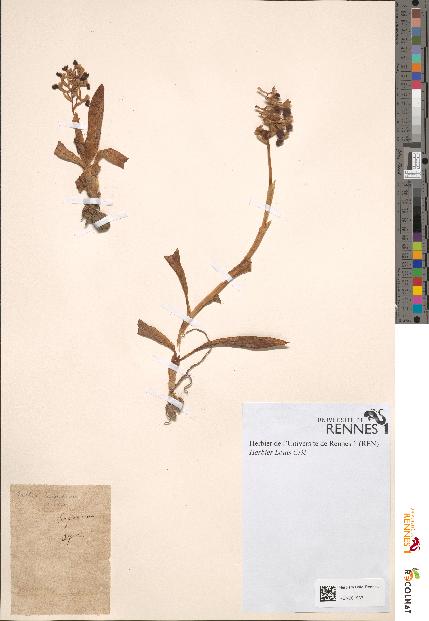 spécimen de Orchis longicornu