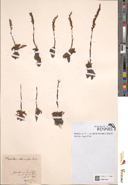 spécimen de Spiranthes autumnalis