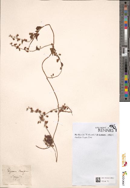 spécimen de Polygonum dumetorum