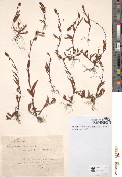 spécimen de Polygonum persicaria