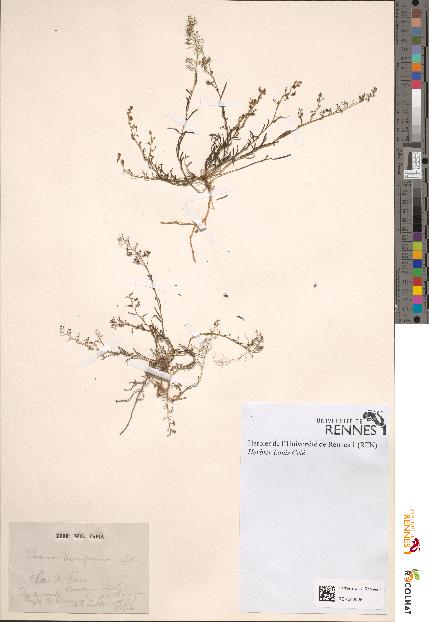 spécimen de Thesium humifusum
