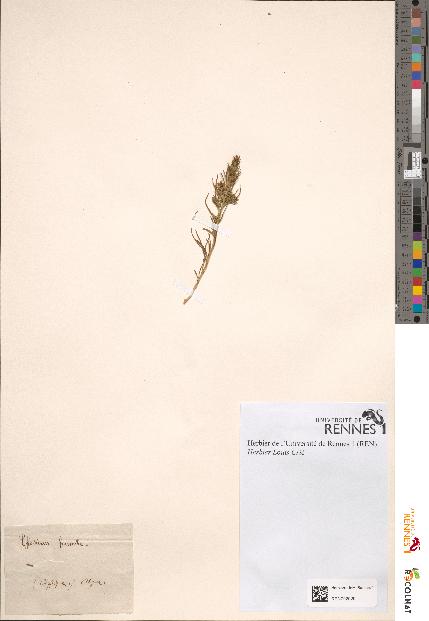 spécimen de Thesium humile