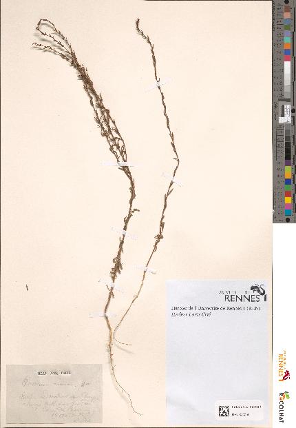 spécimen de Passerina annua