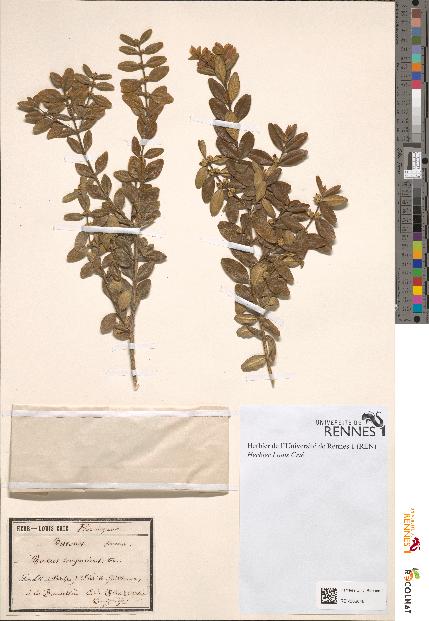 spécimen de Buxus sempervirens