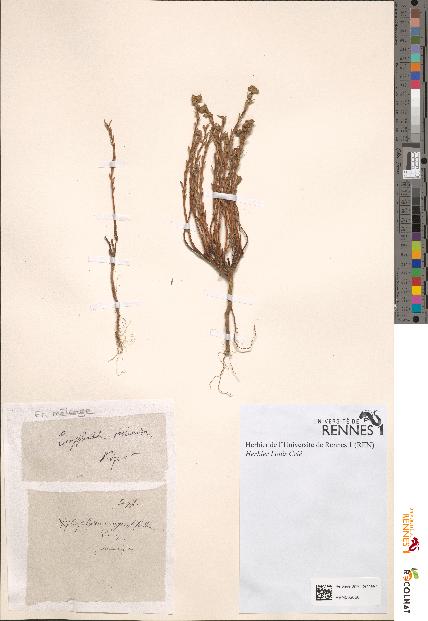 spécimen de Xylophylla angustifolia