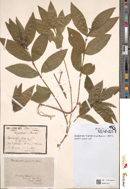 spécimen de Mercurialis perennis