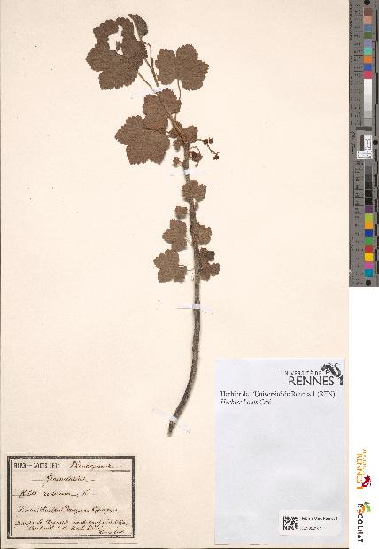 spécimen de Ribes rubrum