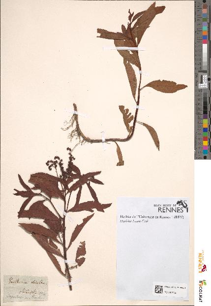 spécimen de Penthorum sedoides