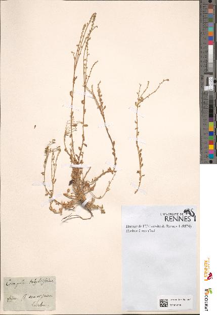 spécimen de Corrigiola telephiifolia