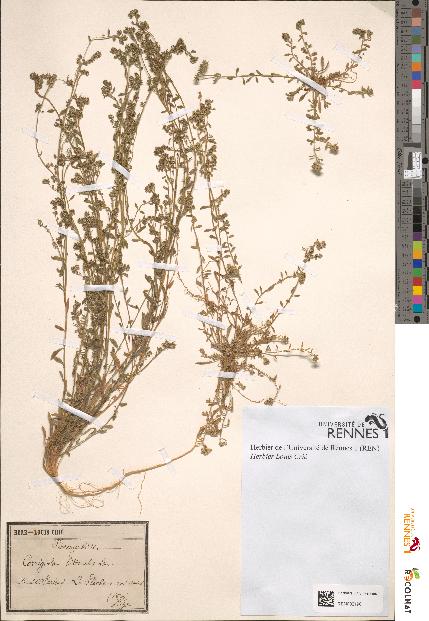 spécimen de Corrigiola litoralis