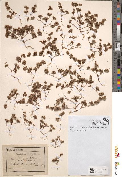 spécimen de Chaetonychia cymosa