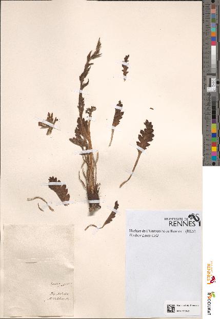 spécimen de Senecio acanthifolius