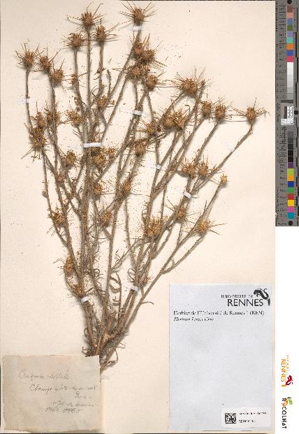spécimen de Centaurea solstitialis
