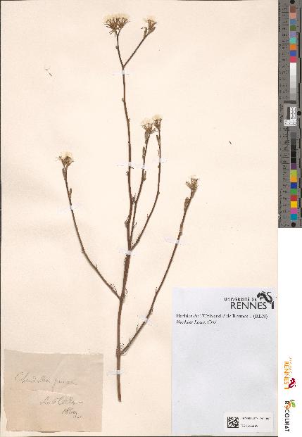 spécimen de Chondrilla juncea