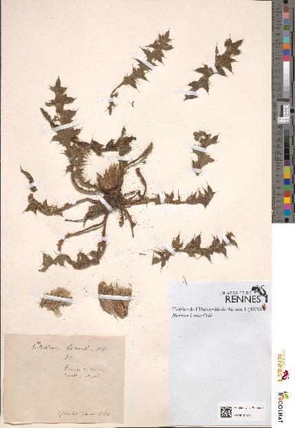 spécimen de Cirsium acaule