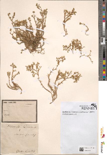 spécimen de Scleranthus perennis