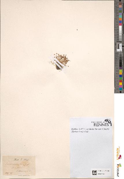 spécimen de Elatine macropoda