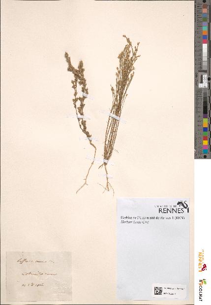 spécimen de Buffonia annua