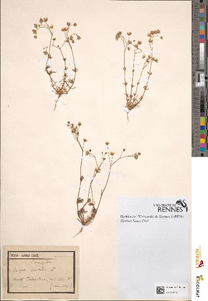 spécimen de Spergula pentandra