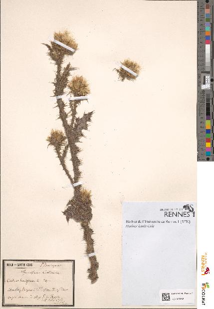 spécimen de Carduus tenuifolius
