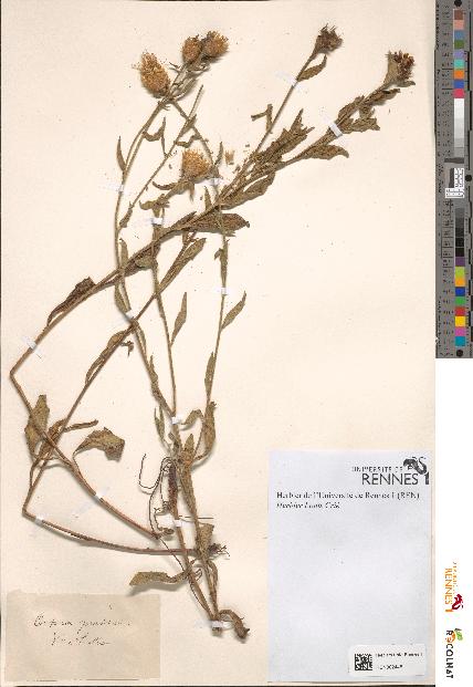 spécimen de Centaurea pratensis