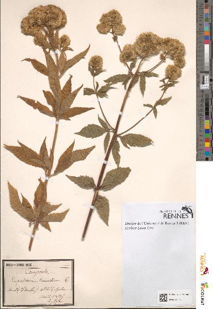spécimen de Eupatorium cannabinum