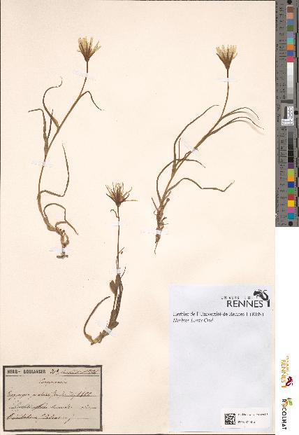 spécimen de Tragopogon pratensis