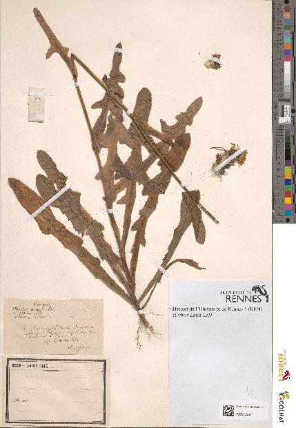 spécimen de Sonchus arvensis